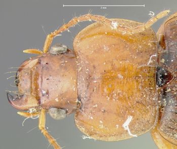 Media type: image;   Entomology 32984 Aspect: pronotum dorsal